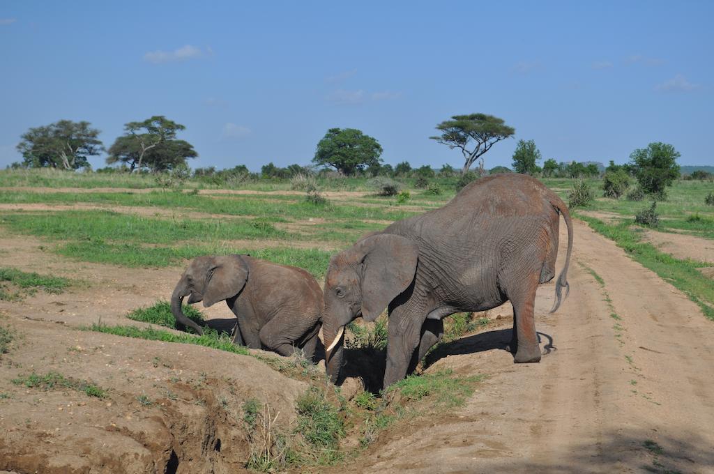 Elephant Rock Luxury Camp Tarangire Kaiti Esterno foto